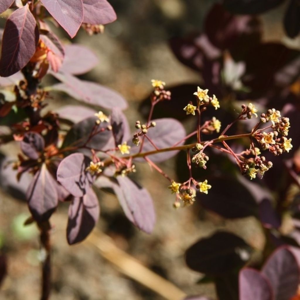 Cotinus coggygria Royal Purple