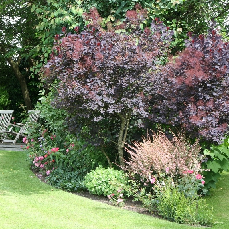 Cotinus coggygria Royal Purple