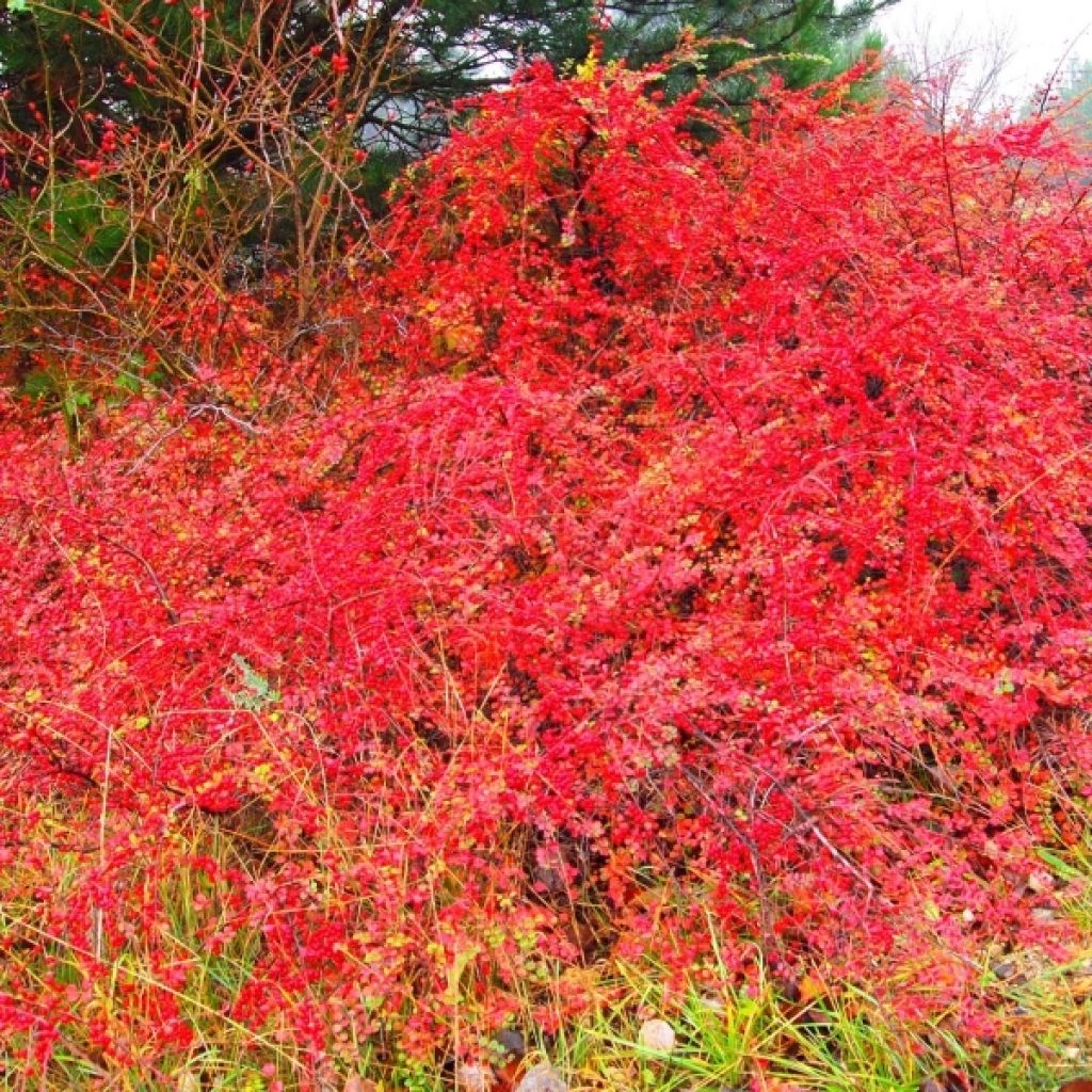 Cotoneaster horizontalis - Cotognastro tappezzante