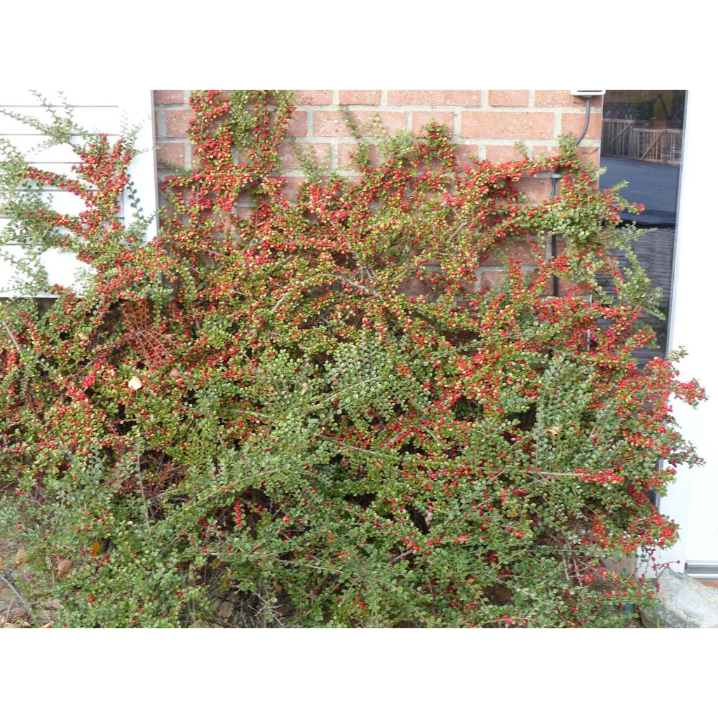 Cotoneaster horizontalis - Cotognastro tappezzante