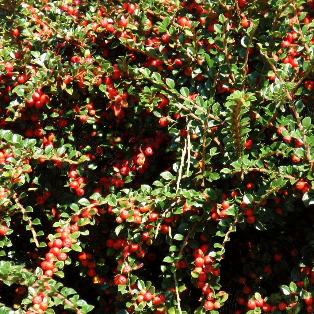 Cotoneaster procumbens Queen of Carpets