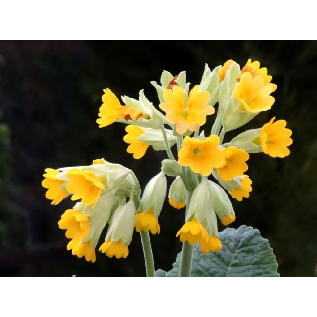 Primula veris - Primula odorosa