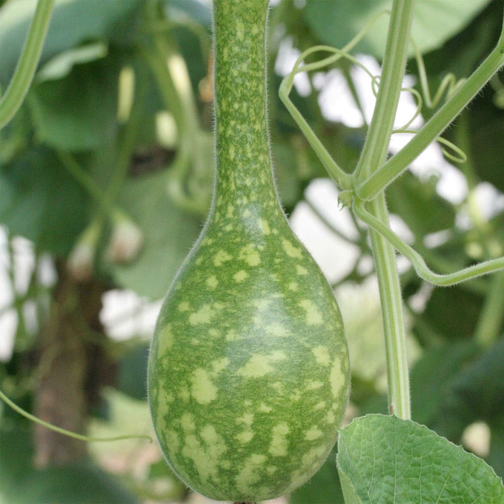 Zucca bottiglia Amphore Bio - Ferme de Sainte Marthe