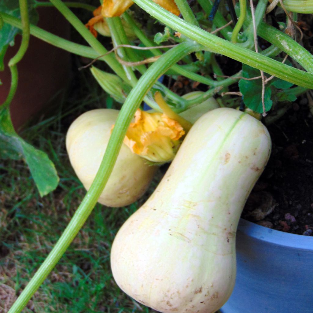 Courge Butternut Sibelle F1 en plants