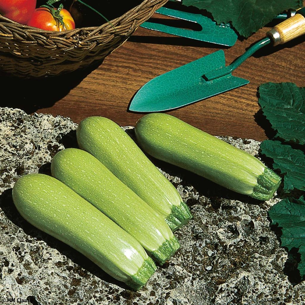 Zucchino Lorea F1