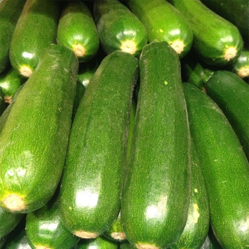 Zucchino Diamant F1