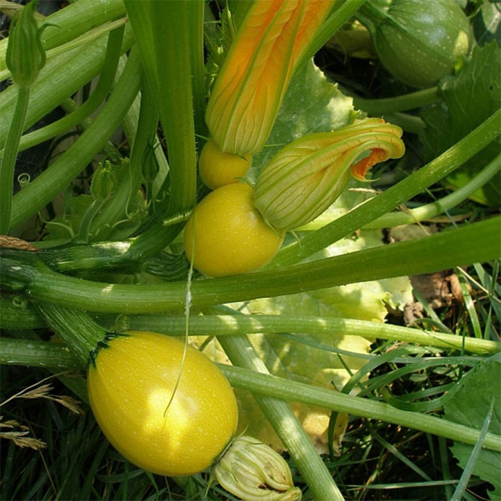 Zucchino Floridor F1