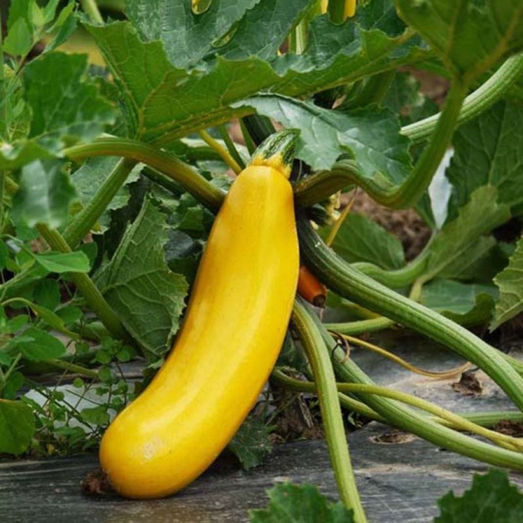 Zucchino ibrido Gold Rush