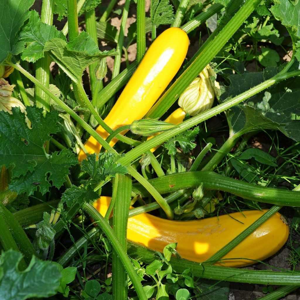 Zucchino Sebring F1