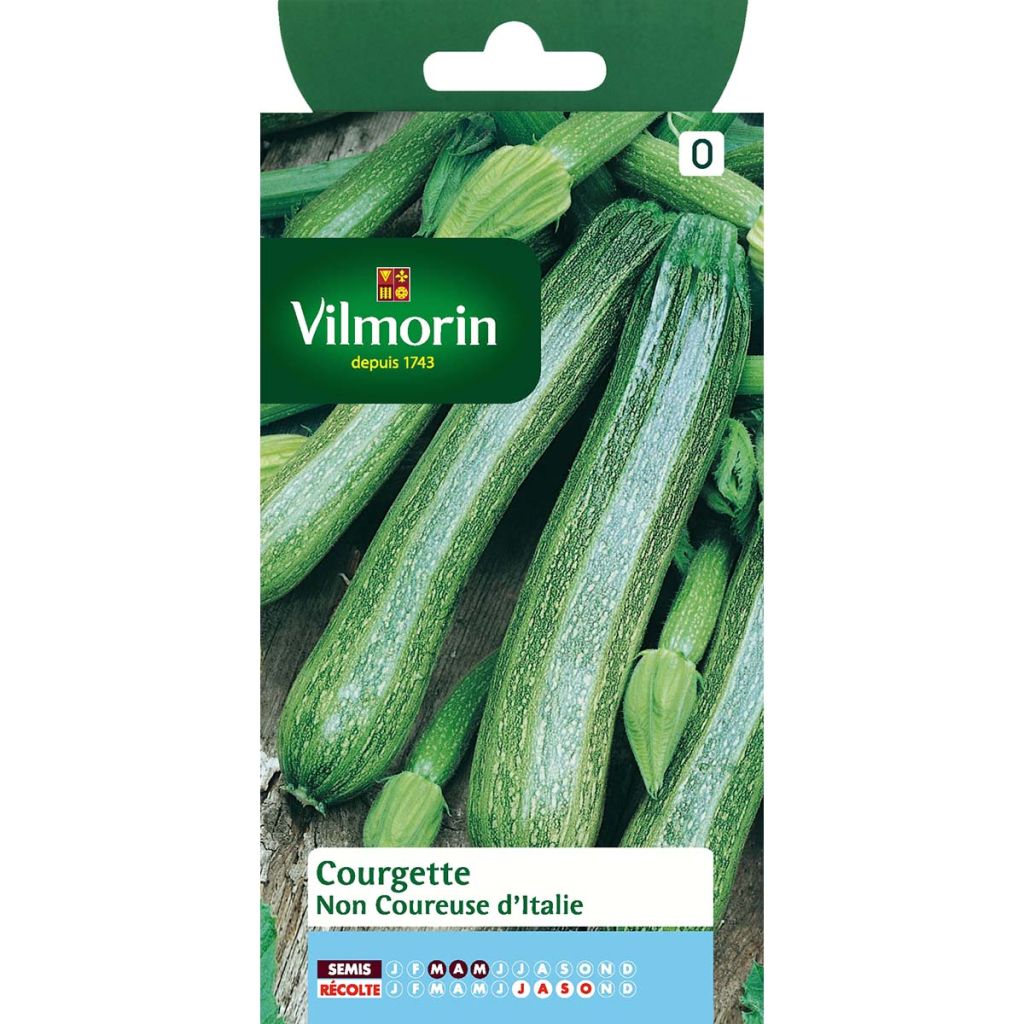 Zucchino verde d'Italia