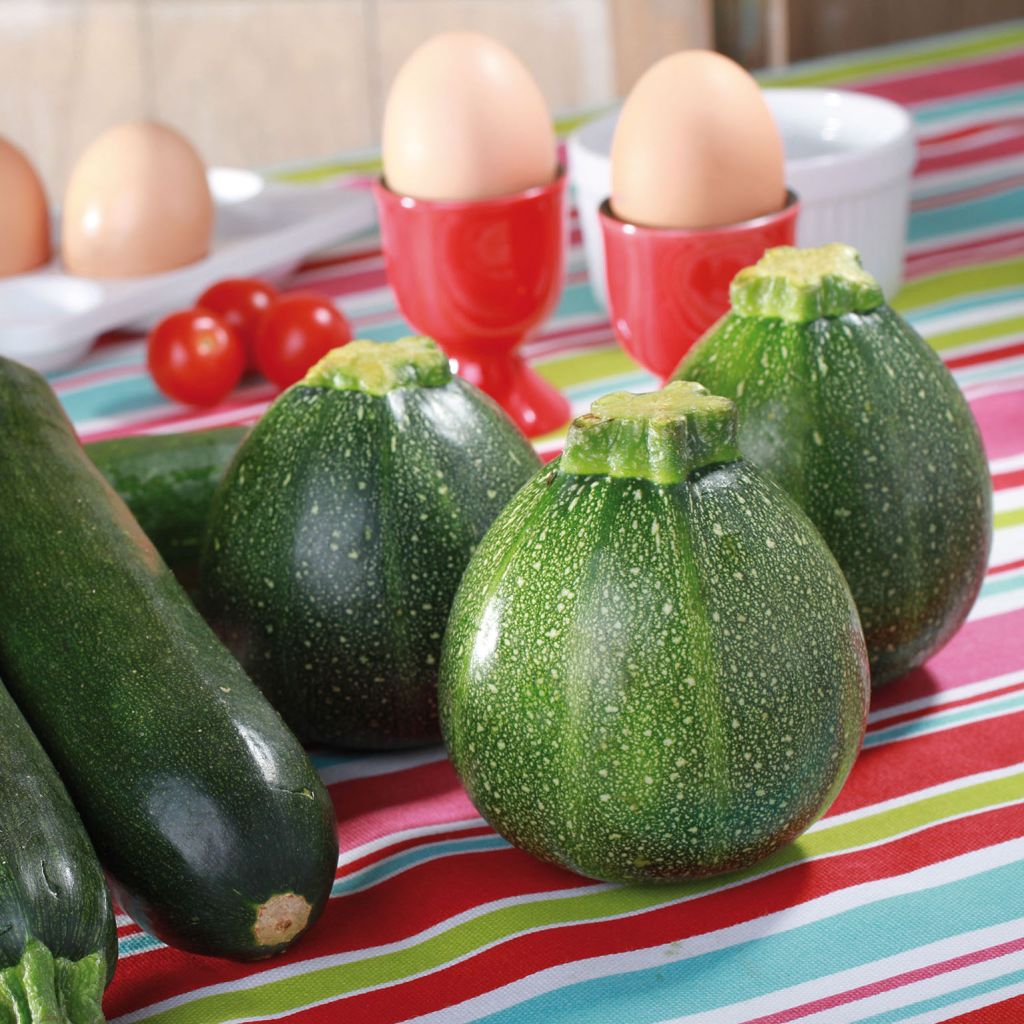 Zucchino tondo chiaro di Nizza (piante)