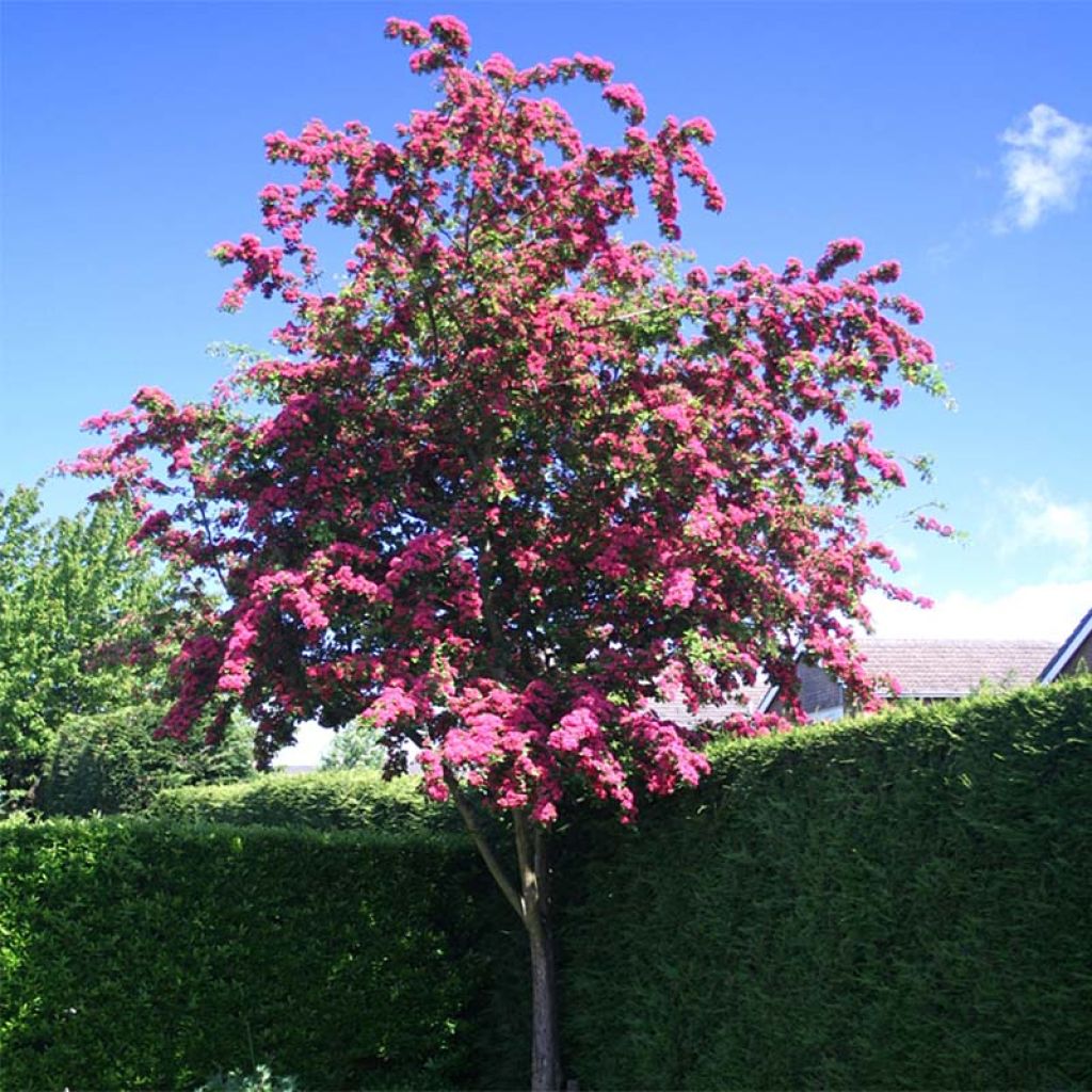 Crataegus laevigata Paul's Scarlet