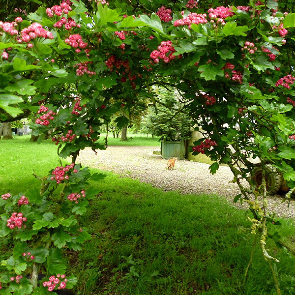 Crataegus laevigata Paul's Scarlet