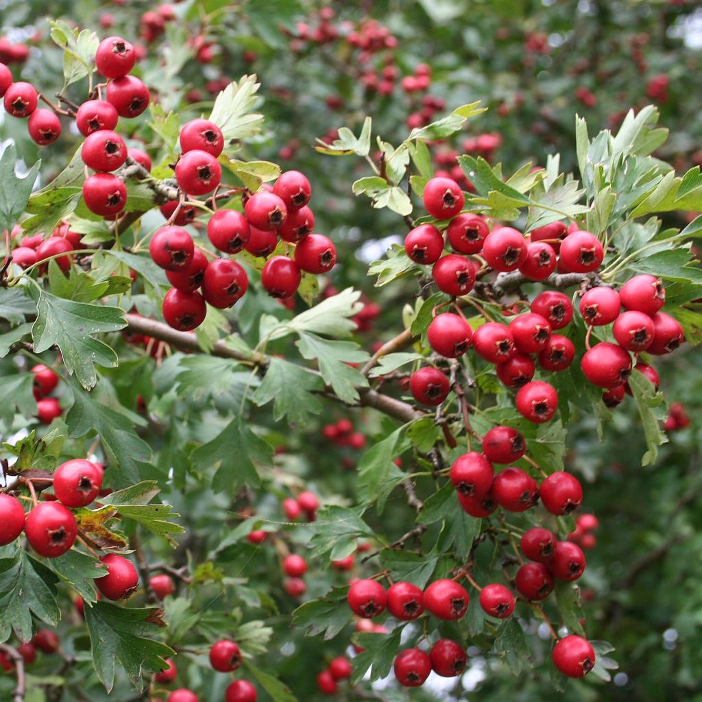 Crataegus monogyna - Biancospino comune