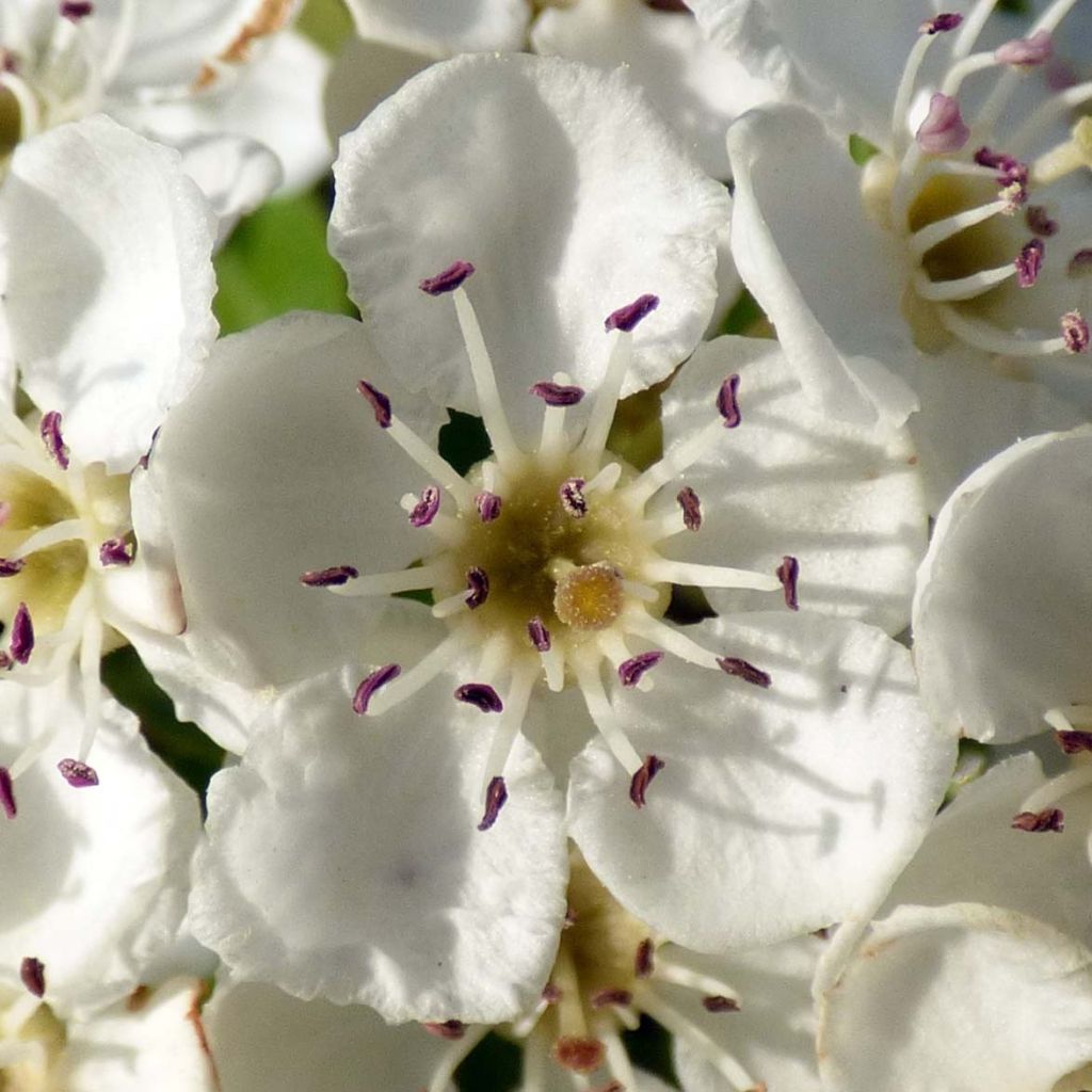 Crataegus monogyna - Biancospino comune