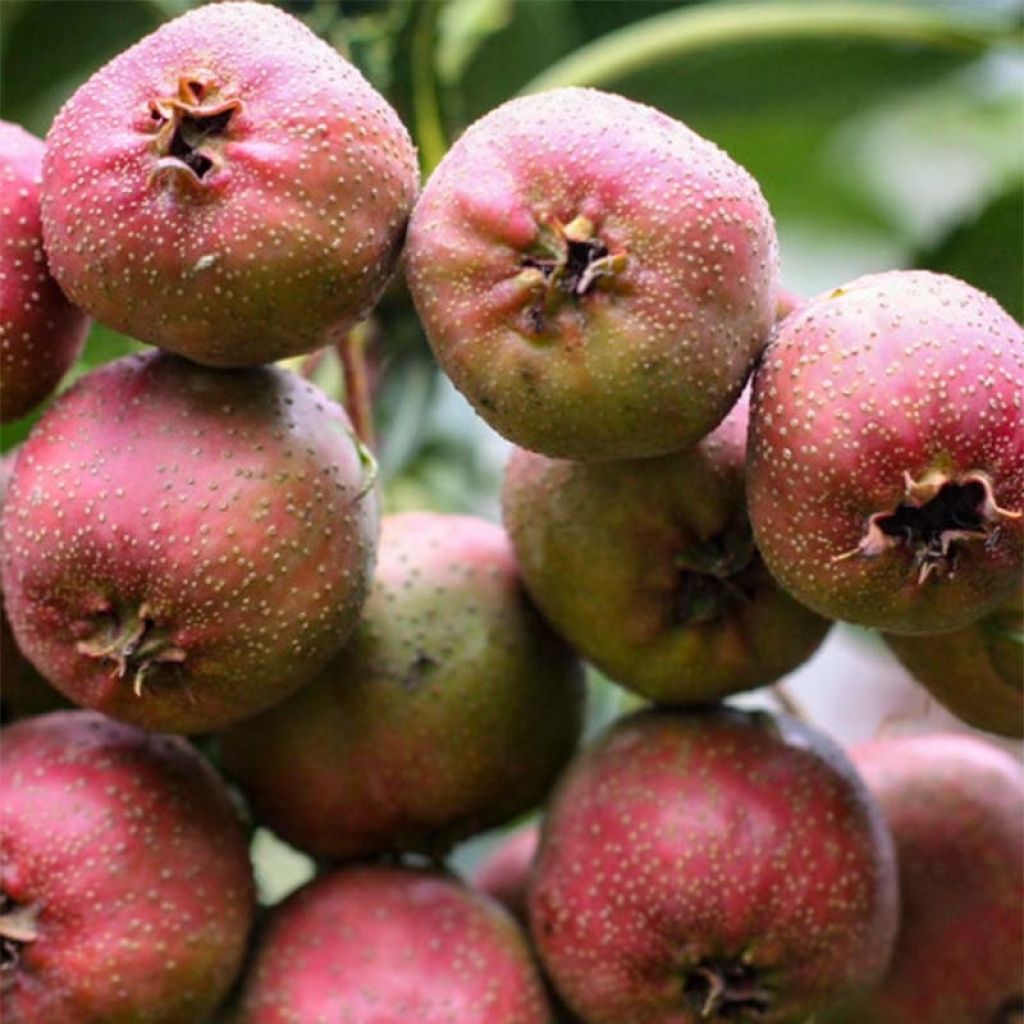 Crataegus pinnatifida Big ball