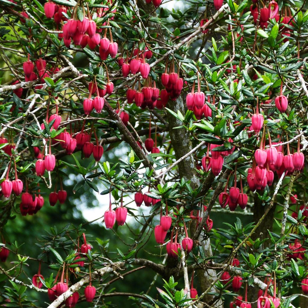 Crinodendron hookerianum