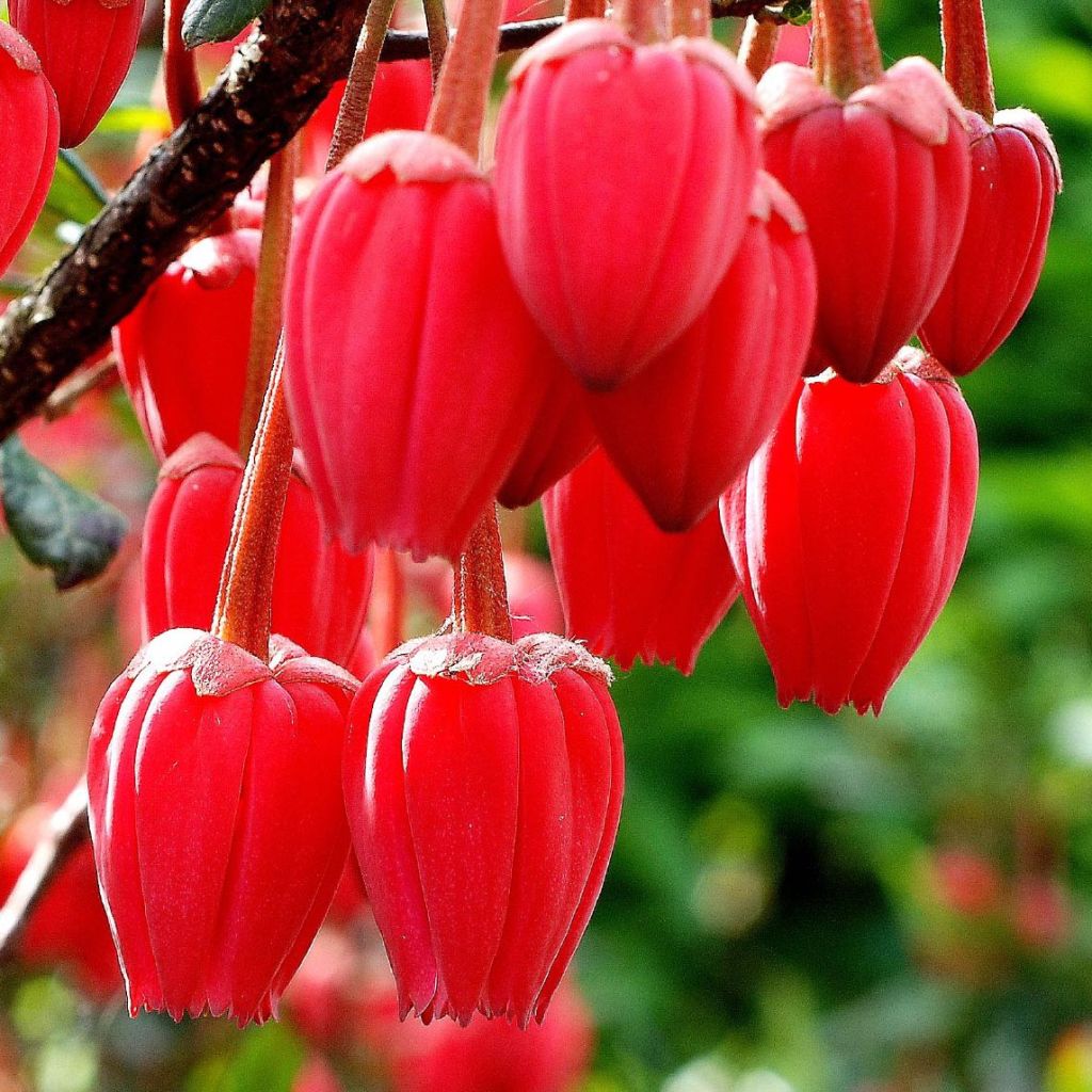 Crinodendron hookerianum