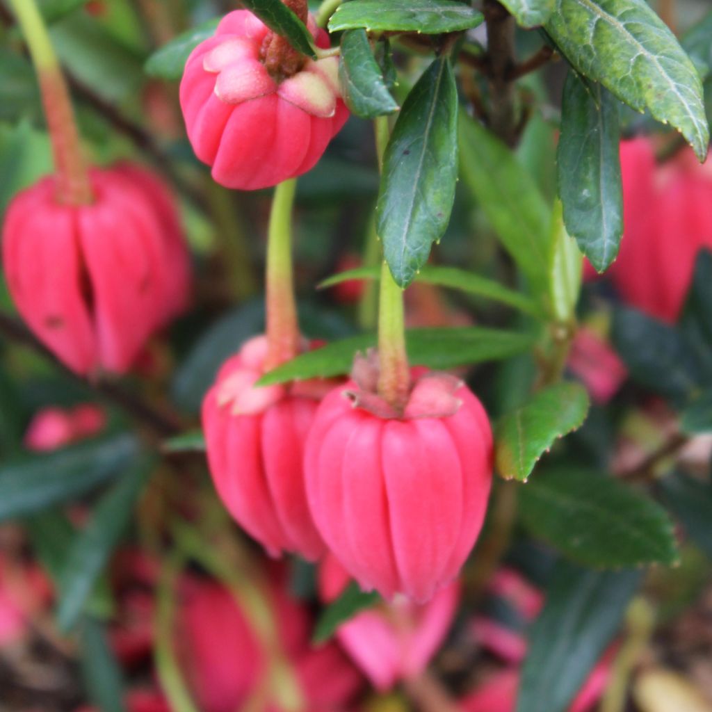 Crinodendron hookerianum