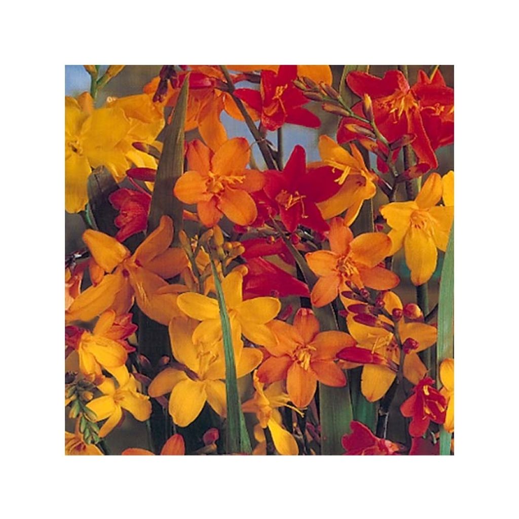 Croscomia crocosmiiflora Mix Giant