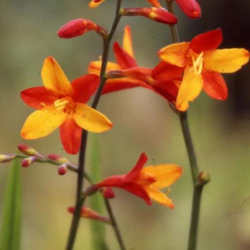 Crocosmia crocosmiflora Fire King