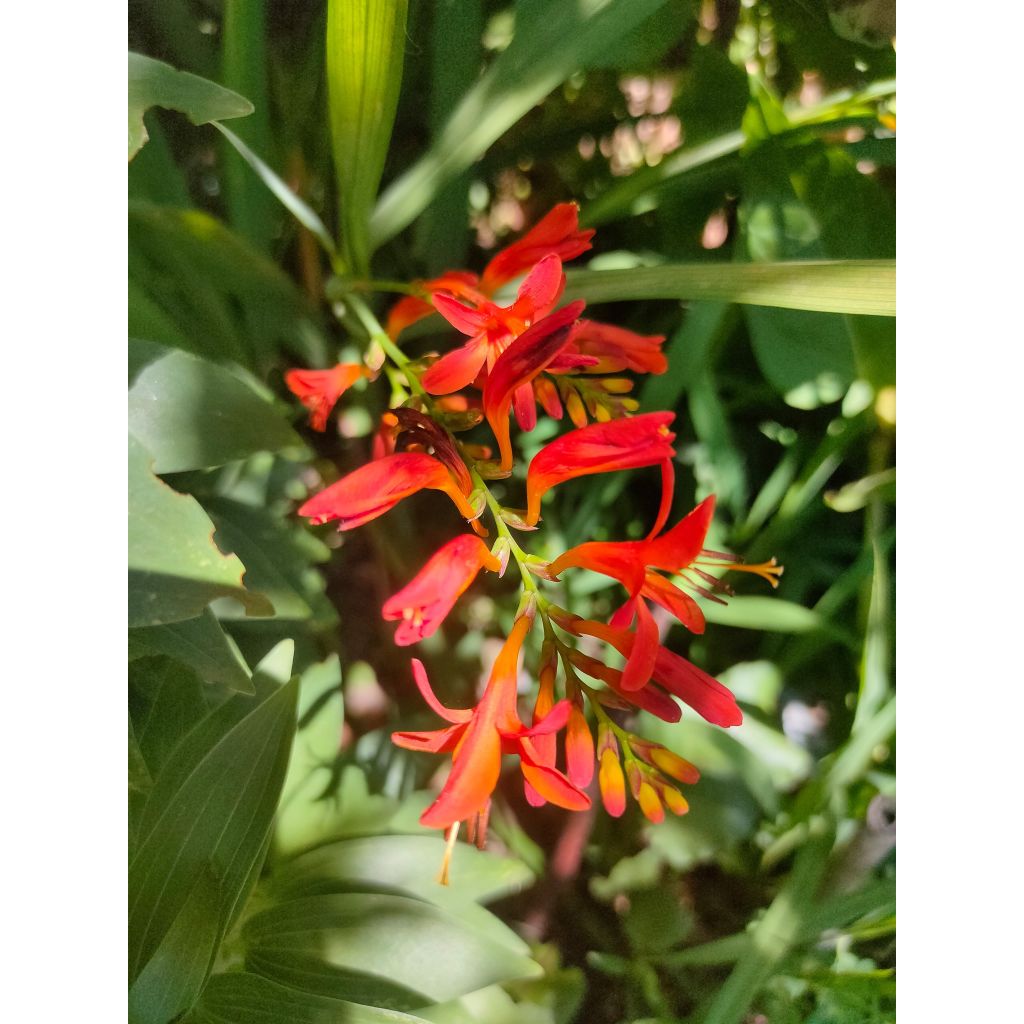 Crocosmia crocosmiiflora Mistral