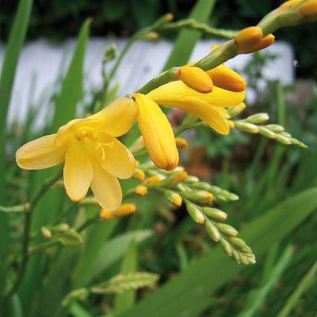 Crocosmia ou montbretia Walberton yellow