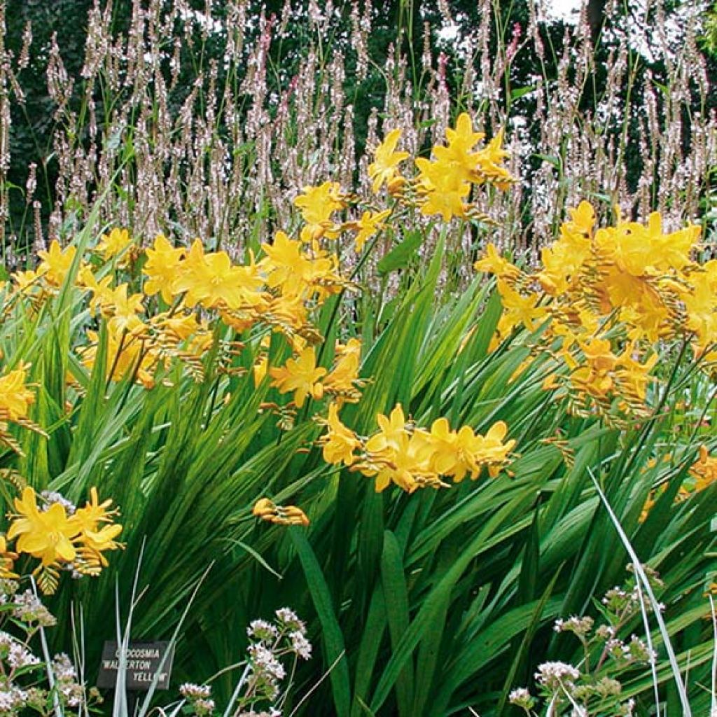 Crocosmia ou montbretia Walberton yellow