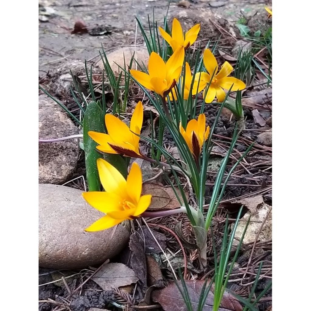 Crocus angustifolius