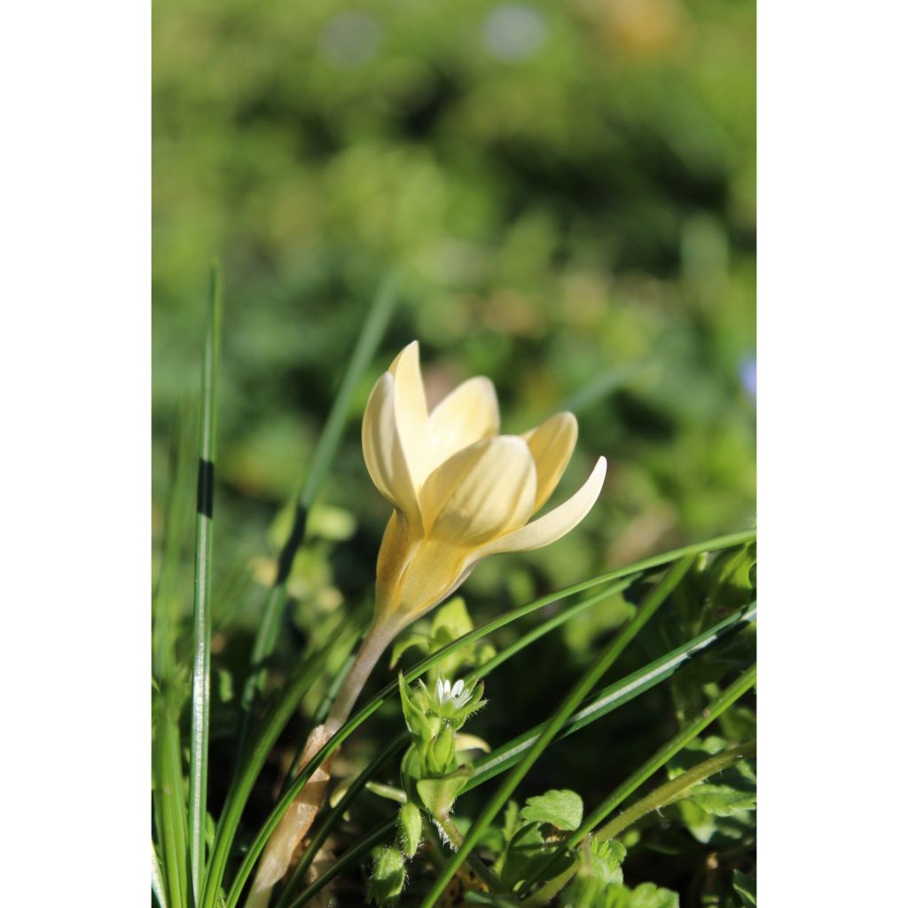 Crocus chrysanthus Cream Beauty