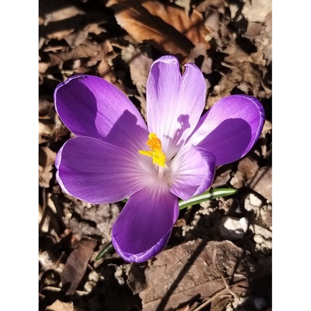 Crocus Remembrance - Croco