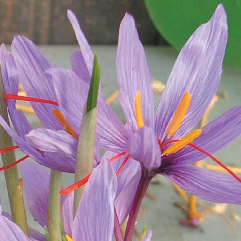 Crocus sativus - Zafferano vero