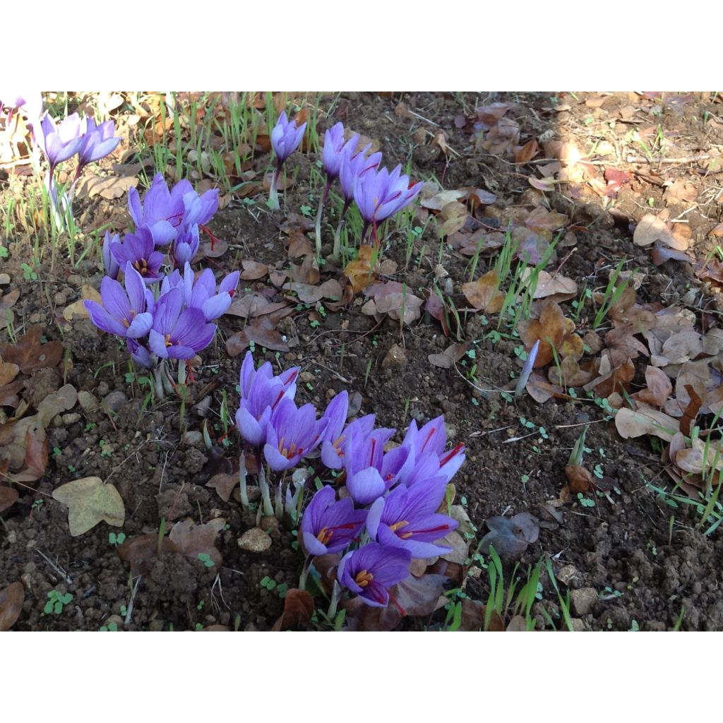 Crocus sativus - Zafferano vero