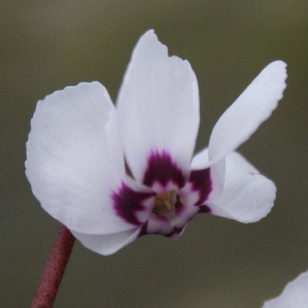 Cyclamen coum Blanc en godet