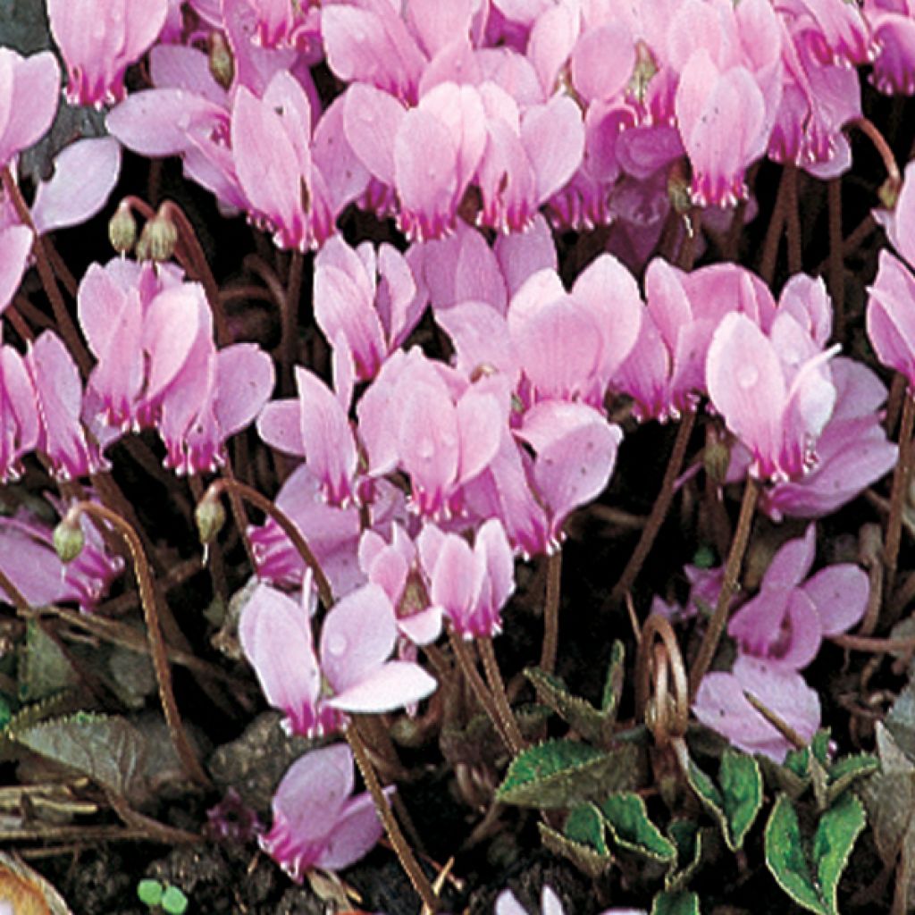 Cyclamen hederifolium