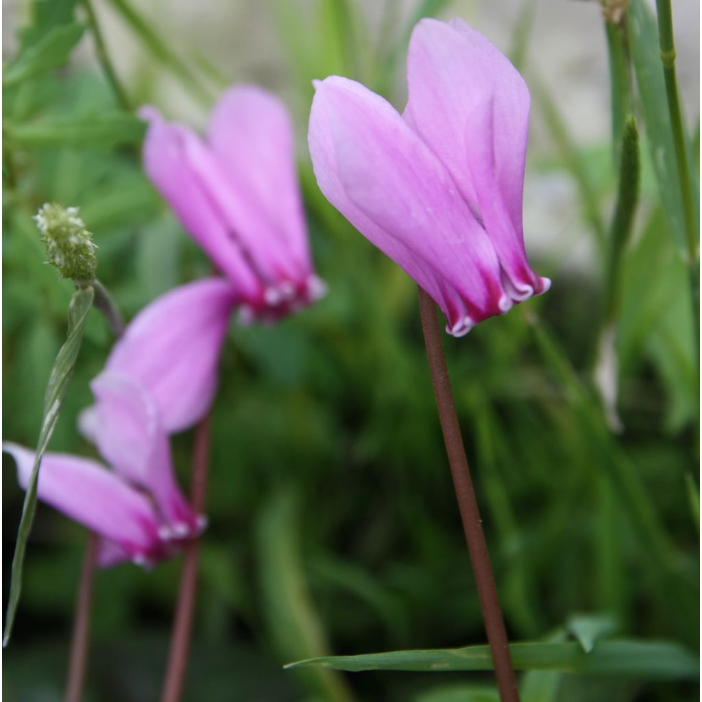 Cyclamen hederifolium