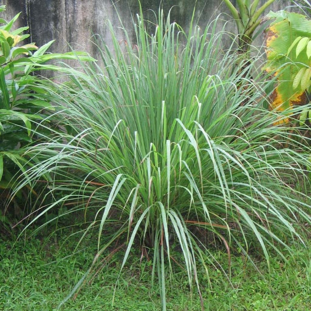 Cymbopogon citratus - Citronella Lemongrass