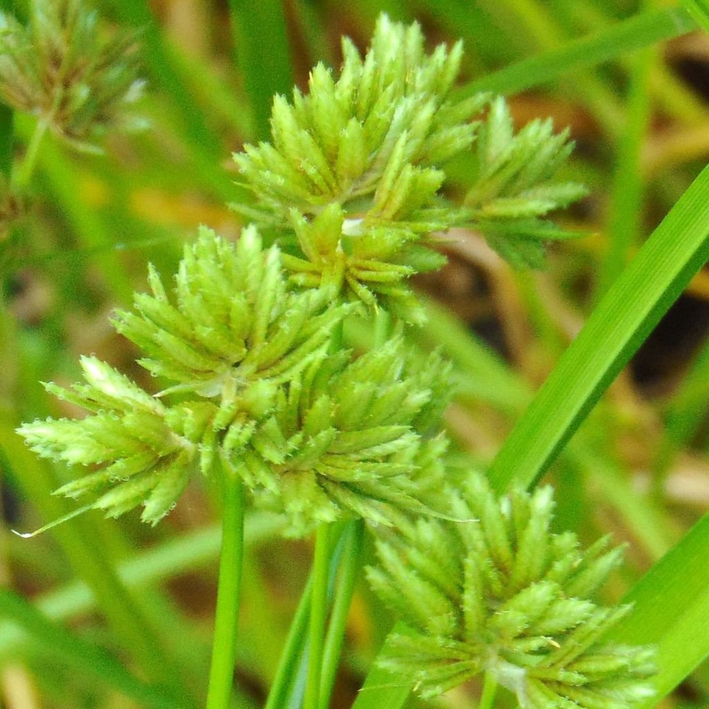 Cyperus glaber - Zigolo glabro