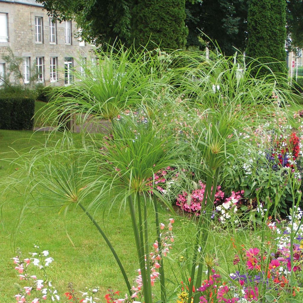 Cyperus papyrus Akhenaton - Papiro