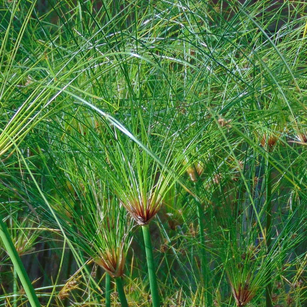 Cyperus papyrus Akhenaton - Papiro