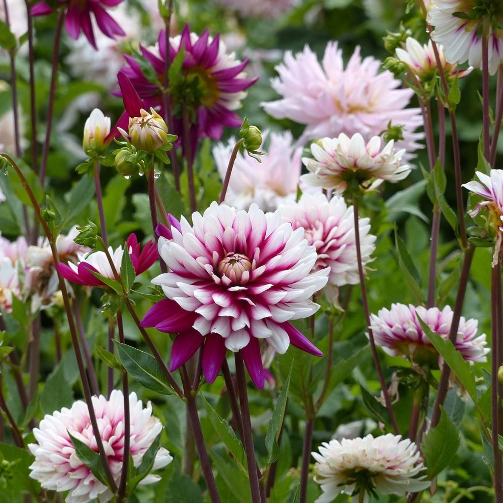 Dahlia décoratif Rebecca's World