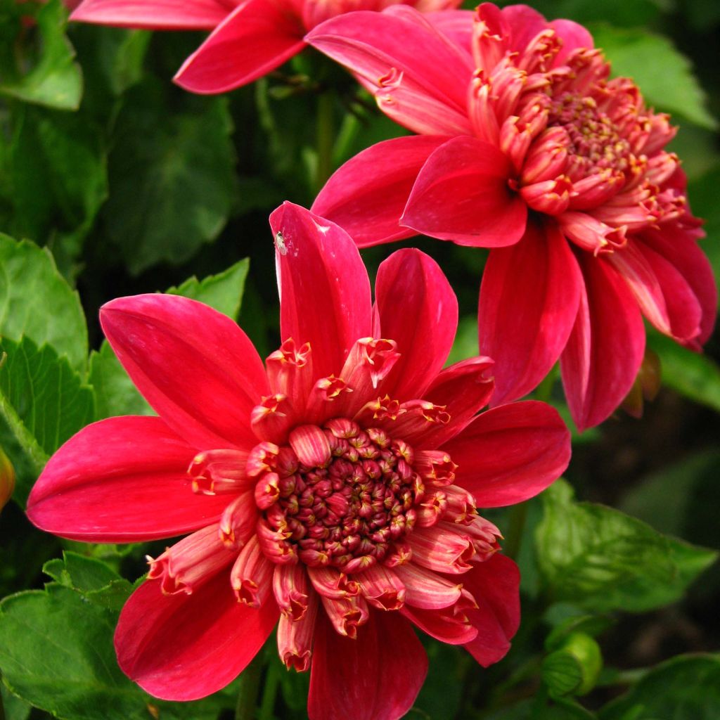 Dalia a fior d'anemone Inca