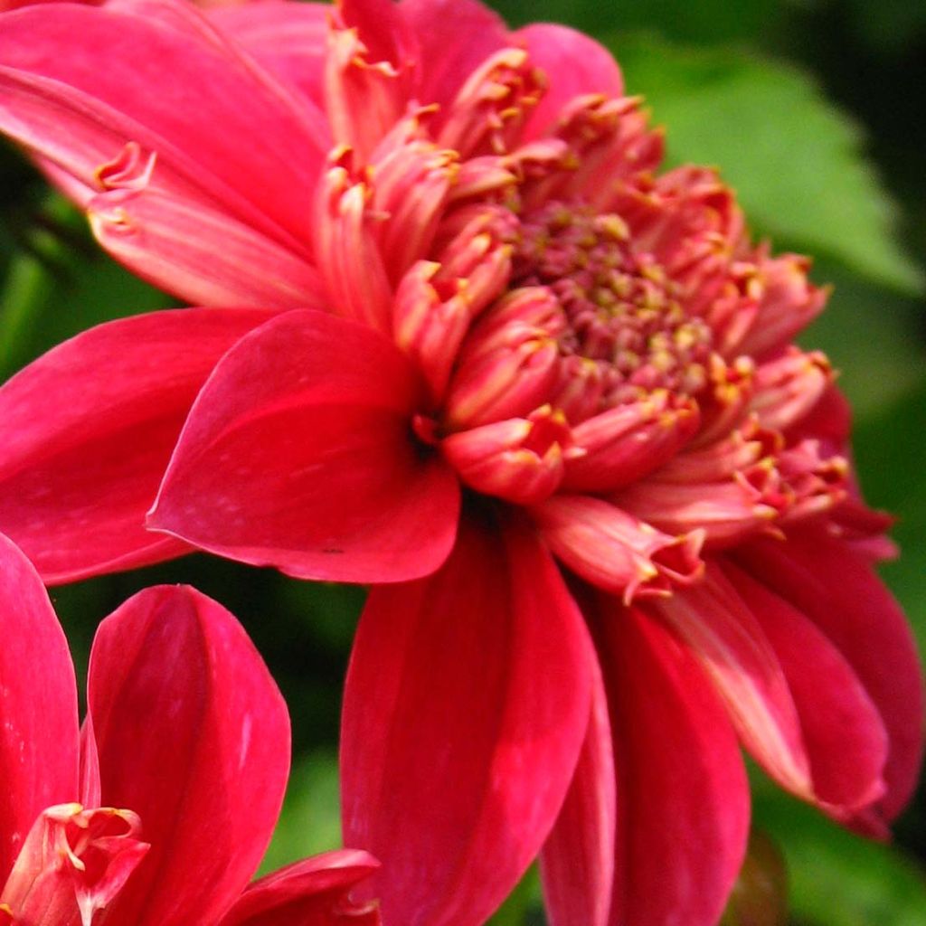 Dalia a fior d'anemone Inca