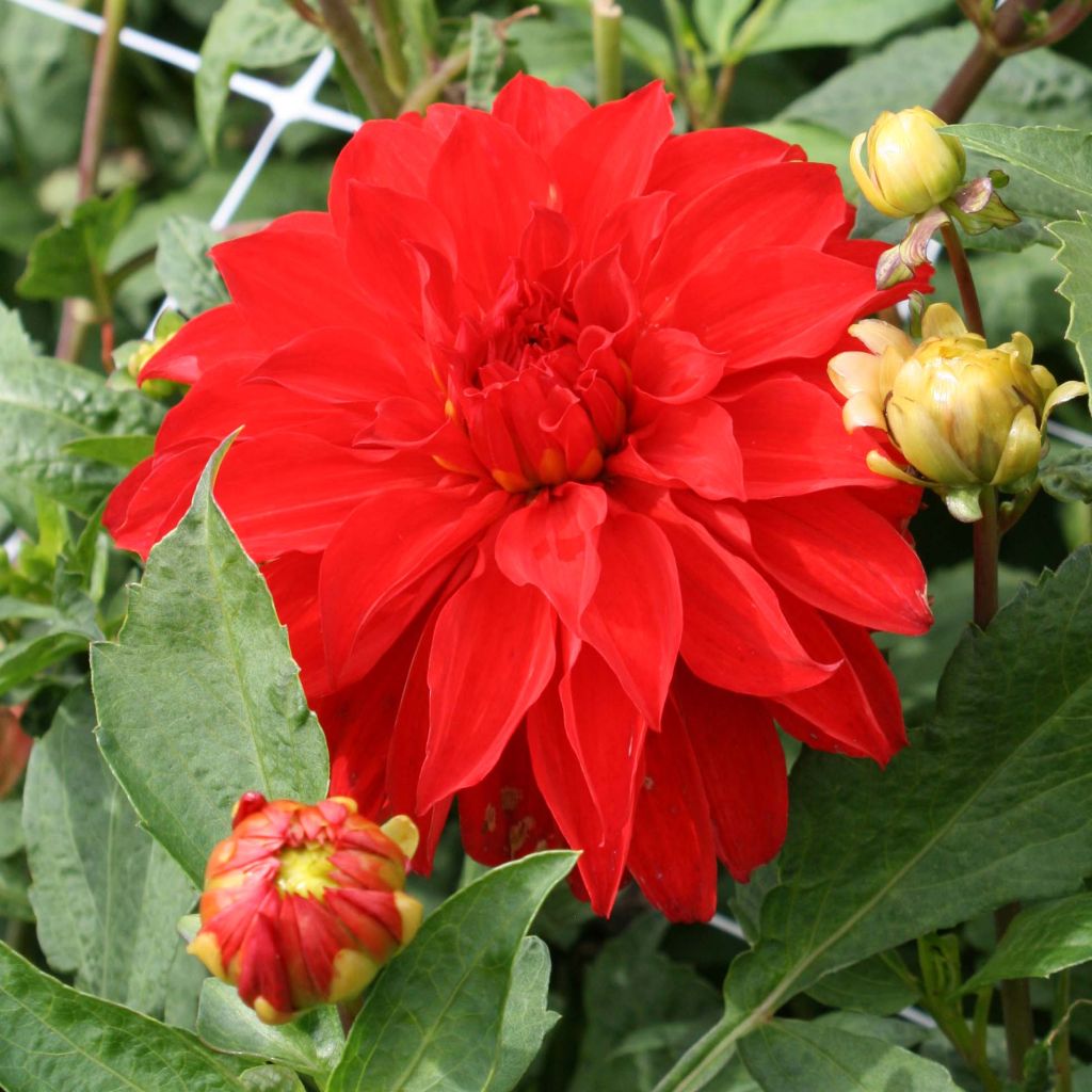 Dalia decorativa Barbarossa