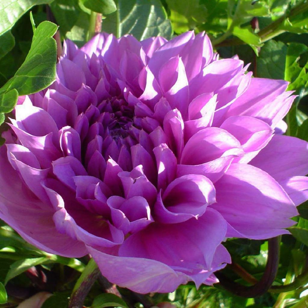 Dalia decorativa Lilac Time