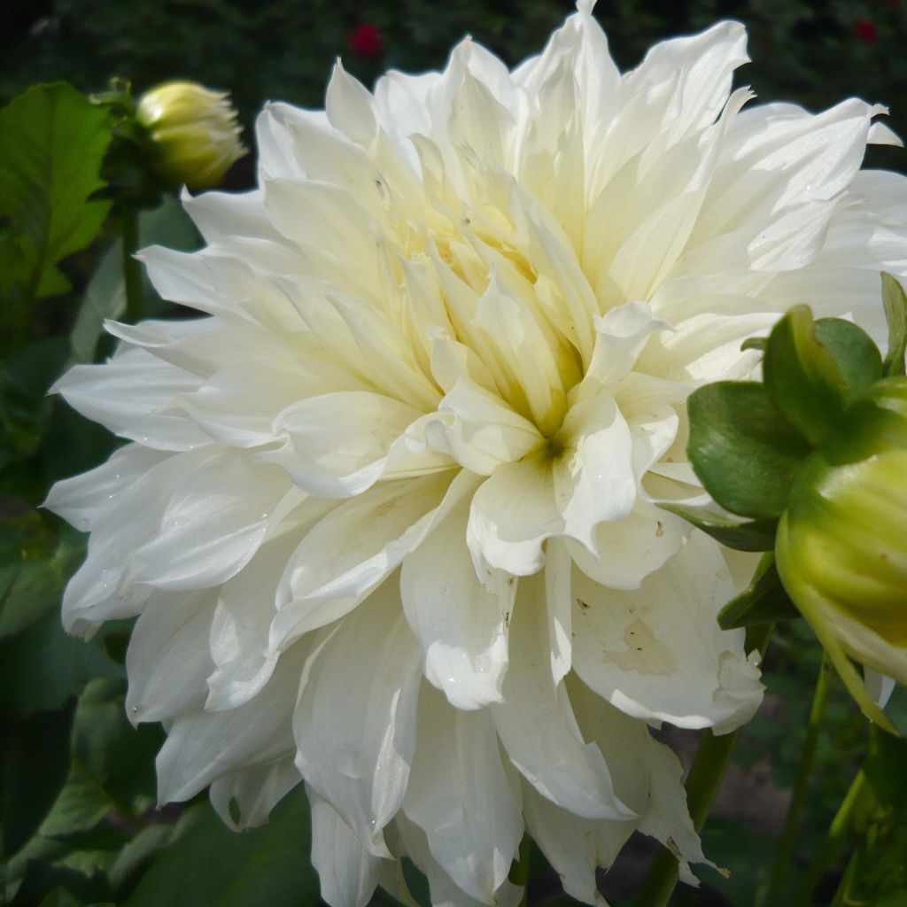 Dalia decorativa White Perfection