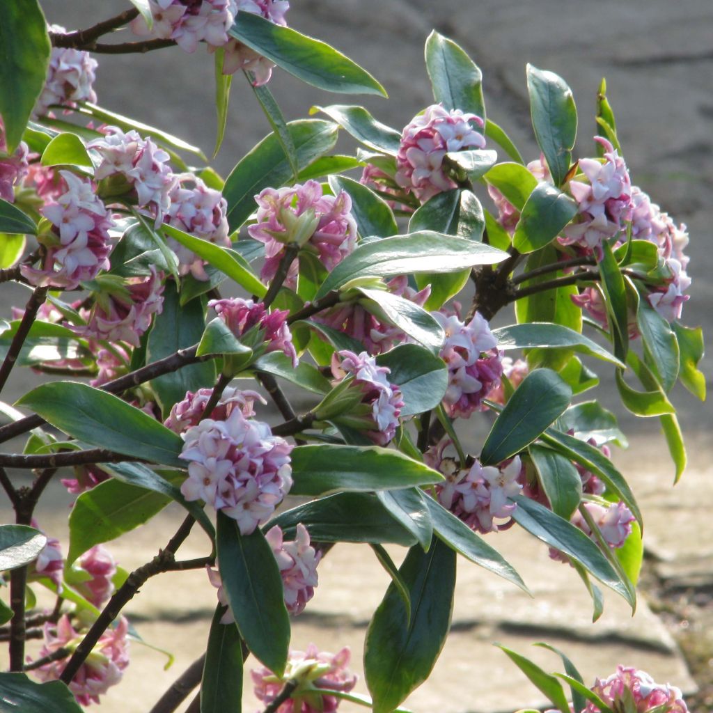 Daphne odora Aureomarginata - Dafne odorosa