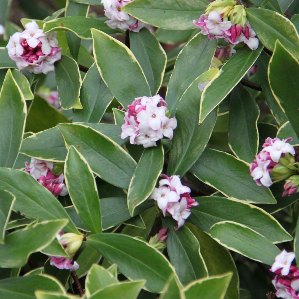 Daphne odora Aureomarginata - Dafne odorosa