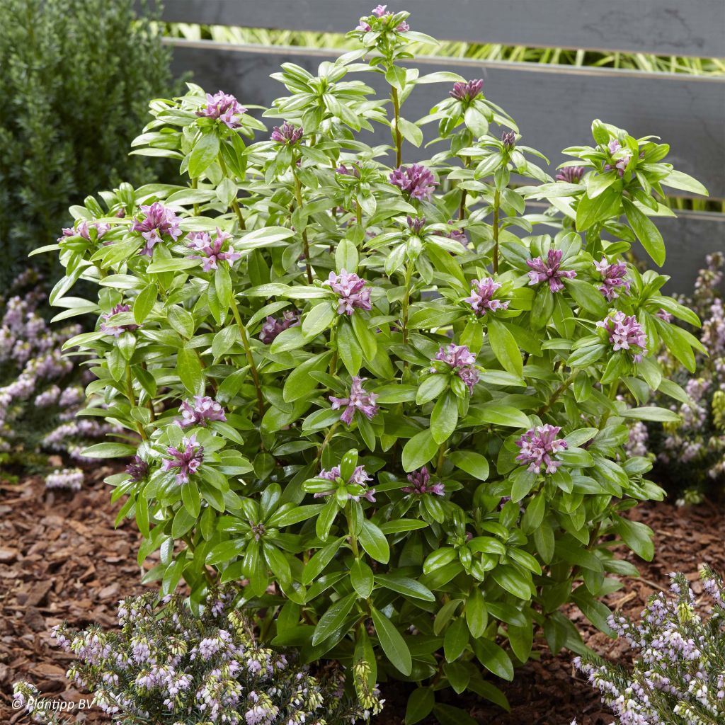 Daphne odora Sweet Amethyst - Dafne odorosa