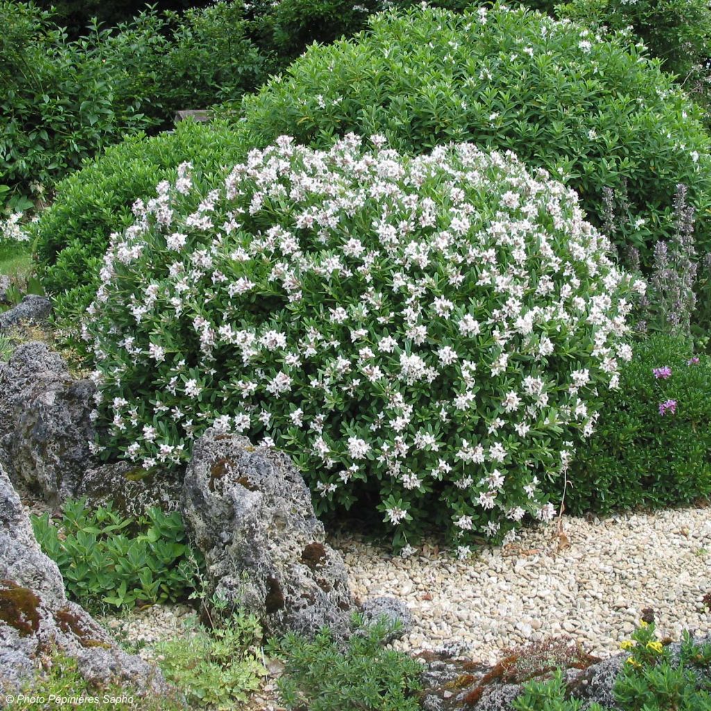 Daphne transatlantica Eternal Fragrance - Dafne